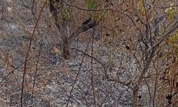 Yaşlı adam bahçesindeki yangında yaşamını yitirdi