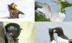 2025’in en komik vahşi hayat fotoğrafları belli oldu