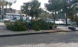 AK Partili Başdaş: İzmir Büyükşehir, ağaçları bir bir katlediyor!