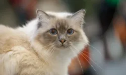 Bilim açıkladı: Kedilerle iletişimin anahtarı yavaş göz kırpma