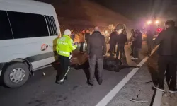 Bir anda yola fırladılar: Safkan taylar feci şekilde öldü!