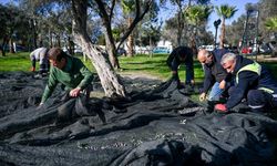 Bornova’nın zeytinleri sosyal dayanışma için toplanıyor