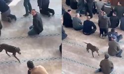 Cemaati korkutan pitbull: Sahibi hakkında işlem başlatıldı