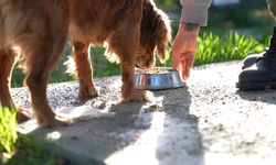 Didim'de atık gıdalar mama oluyor, can dostlar besleniyor