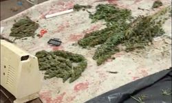 Ev değil adeta kenevir bahçesi: 94 saksı ele geçirildi!