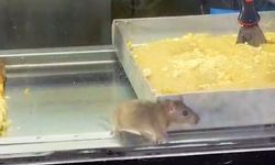 İzmir Buca’da yer alan börekçinin tezgahında gezen fare börek ve helva yedi