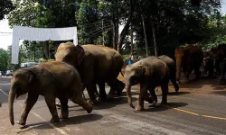 Hindistan'da fil sürüsü köylülere saldırdı: Ölüler var!