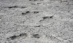 İtalya’da 200 milyon yıllık dinozor izleri gün yüzüne çıktı