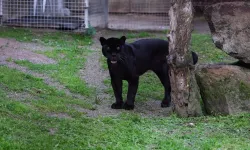 İzmir Doğal Yaşam Parkı’na siyah jaguar ve boz ayı geldi