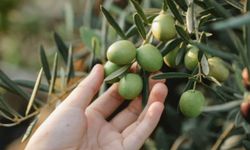 "İzmir Kooperatifçilik Buluşmaları" 19 Aralık'ta yapılacak