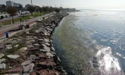 İzmir Körfezi alarm veriyor: Sahil şeridi yeşile döndü!