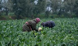 İzmir’de yerli fideler üreticiye yüzde 40’a varan verim sağladı