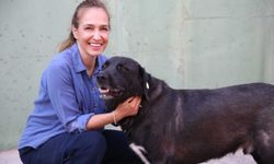 Karşıyaka, 40 bin can dostun yaşamına dokundu