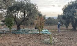 Kemalpaşa’da iklim değişikliği zeytini vurdu: Kalite düştü, fiyat yükseldi