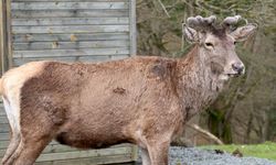 Kızıl geyik popülasyonu bilimsel yöntemlerle güçlendiriliyor