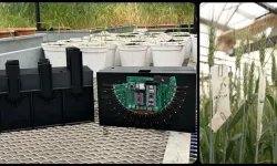 KMÜ’den buğday ıslahına teknolojik katkı