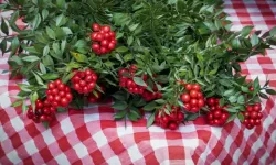 Kokina çiçeği hangi gün alınır? Kokina çiçeğinin rivayeti nedir?