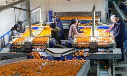 Mandalina ihracatı, 615 milyon dolarla rekor kırdı