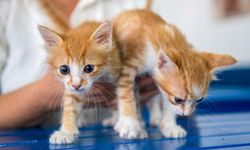 Mikroçip takmayan evcil hayvan sahiplerine para cezası kapıda