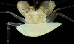 Okyanusun az bilinen derinliklerinde yaşam izleri ortaya çıktı