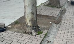 Sır dolu poşet: “Çöpe atacaktım” dedi, içinden 60 bin dolar çıktı