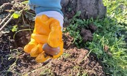 Urla’da doğa için el ele: Yanan alanlarda yeşertme seferberliği!