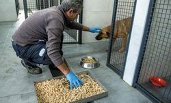 Yemek artıkları hayvan mamasına dönüşüyor