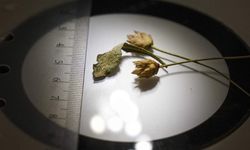 Yeni keşfedilen bitki türüne “Çameli pelemiri” adı verildi