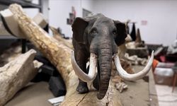 7,7 milyon yıllık dev fosiller minyatüre dönüşüyor