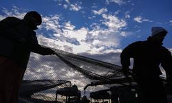 Av sezonunun ilk yarısında hamsi ve sardalya bereketi