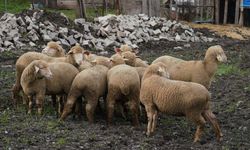 Balıkesir'de üreticiye tam destek: Yüzde 100 hibeli damızlık dağıtılıyor