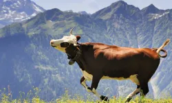 Bilimden yeni bakış: Hayvanlar mutluluğu nasıl deneyimliyor?