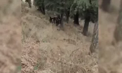 Hindistan’da facia! Askeri araç uçuruma yuvarlandı: 10 asker öldü