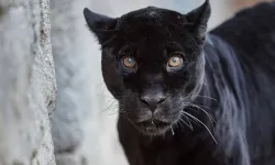 İzmir Doğal Yaşam Parkı’nın jaguarı Juliet öldü