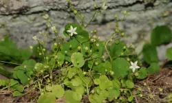 İzmir’in dağlarında yeni bir endemik tür keşfedildi