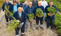 İzmir’in yeşil dokusuna Büyükşehir fidanlıklarından can suyu