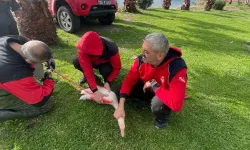 Misina tuzağına takılan flamingo kurtarıldı