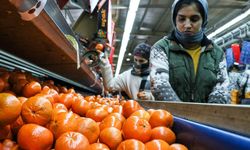 Narenciye ihracatında 2025 rekoru