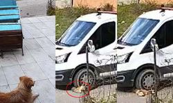 O anlar kamerada! Seferihisar'da kamyonetin altında kalan köpek yaşamını yitirdi
