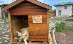 Seferihisar'da can dostlar için "Kulübe Destek Kampanyası" başladı