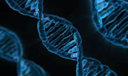Yapay zeka modeli AlphaGenome, DNA’nın bilinmeyenlerini aydınlatabilir