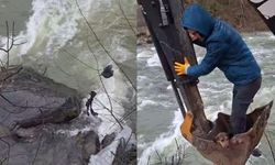 Yürekleri ısıtan kurtarma: Dere ortasında umut bekleyen köpek kurtarıldı!
