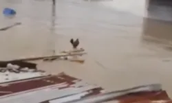 Wilson lo siento olayı nedir?