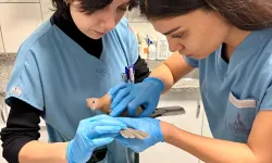 İzmir’de sağanak yağışlarda tüm canlılar için seferberlik