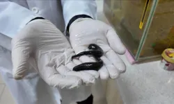 Sülük yetiştiriciliğinde yeni bulgular