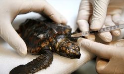 Yaralı bulunan caretta caretta yavrusu tedavi altında