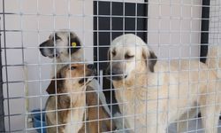 Bayraklı’da can dostların bakımevleri yenilendi