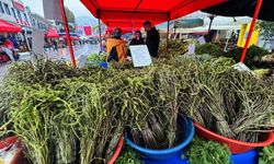 Bodrum’da acı ot festivali yoğun katılımla başladı