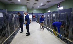 Buca’nın Sokak Hayvanları Rehabilitasyon Merkezi’nde titiz mesai