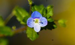 Cırcamuk nedir, ne işe yarar, nasıl görünür?